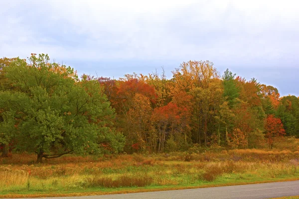 Autumn colorful foliage. — Stock Photo, Image