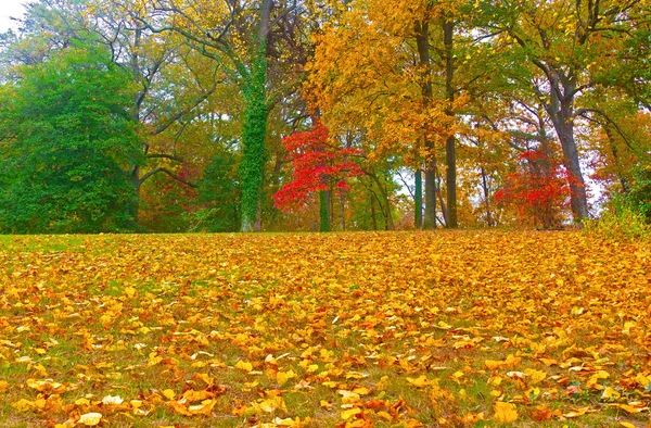 Осенняя красочная листва . — стоковое фото