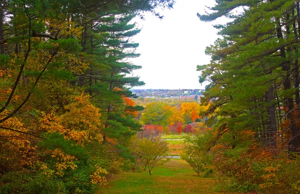 Μας εθνικός δενδρολογικός κήπος το φθινόπωρο, Ουάσιγκτον Dc. — Φωτογραφία Αρχείου
