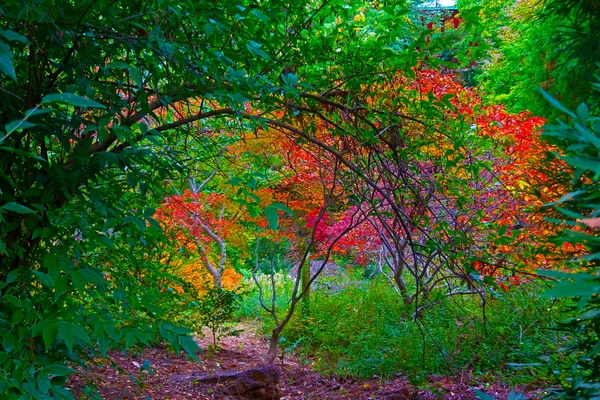 Paleta de outono . — Fotografia de Stock