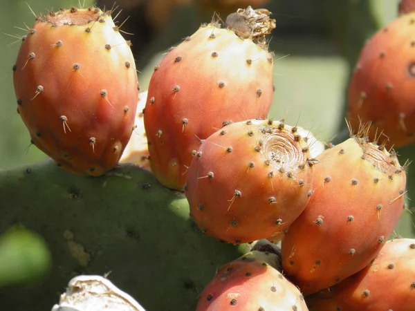 Close up of growing thorny cactus fruits.