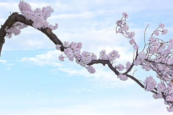 Rama de cerezo en flor contra el cielo azul con nubes . —  Fotos de Stock