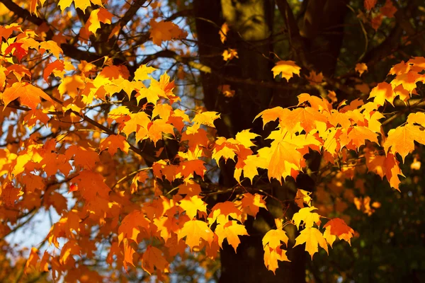 Folhas coloridas brilhantes de uma árvore de bordo no outono . — Fotografia de Stock