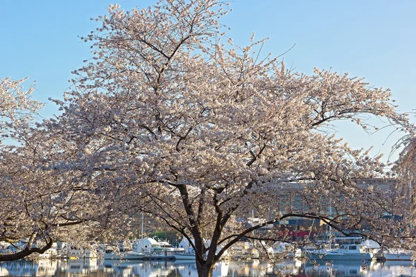 Cerezos florecientes cerca del río Potomac y reflejos de yates deportivos . — Foto de Stock