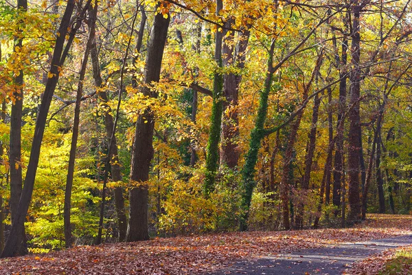 Na silnici v lese během podzimu. — Stock fotografie