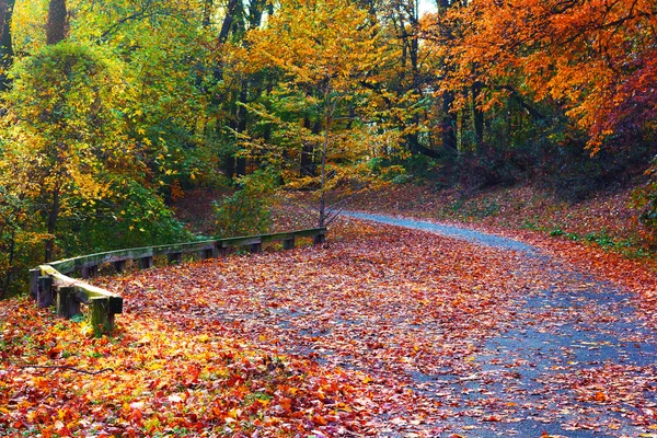 Stromy v barevné listí v parku. — Stock fotografie