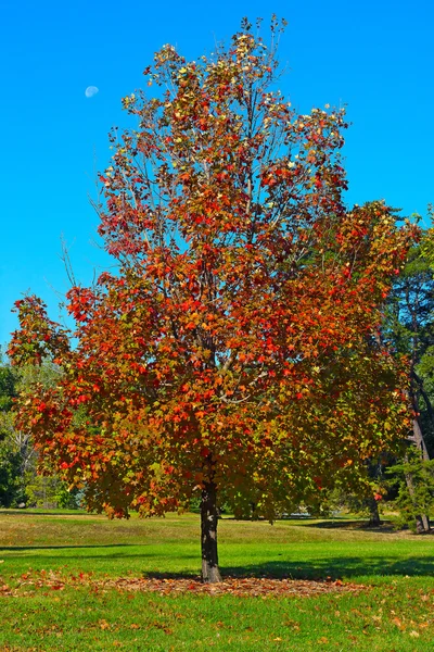 Uma árvore de ácer em queda no Arboreto Nacional, Washington DC . — Fotografia de Stock