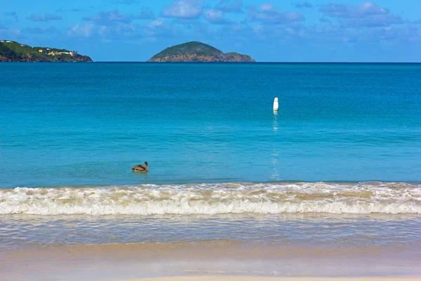 Magens Bay beach Golf en pelikaan op een rustige ochtend. — Stockfoto