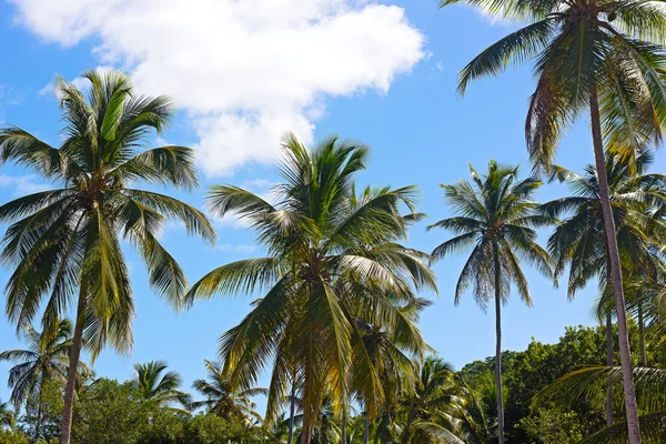 Palm träd skogen på en tropisk ö, Thomas Island, oss Vi. — Stockfoto