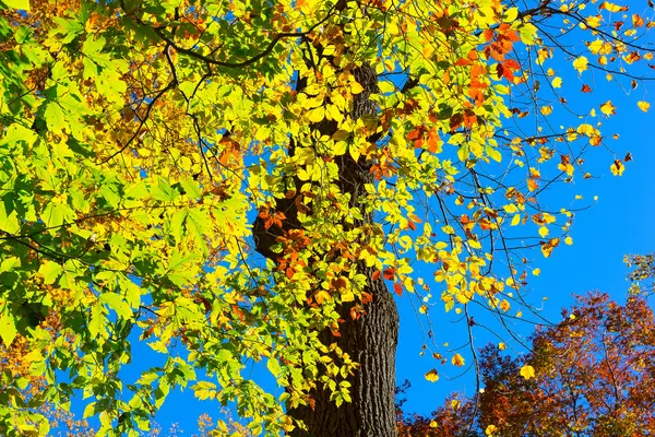 Árvore caduca no início do outono contra um céu azul claro . — Fotografia de Stock