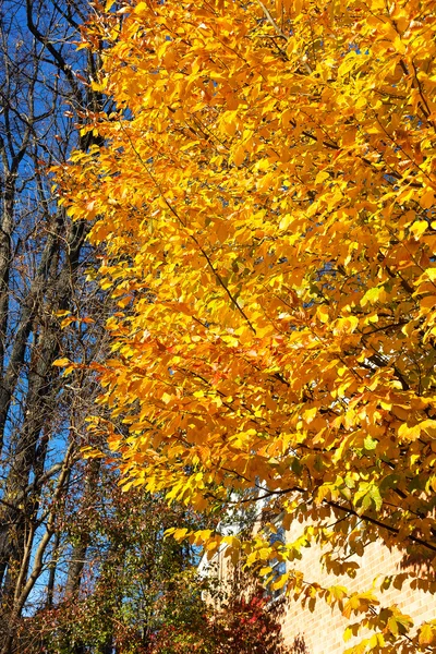 Elm árvore com folhagem exuberante na temporada de outono . — Fotografia de Stock
