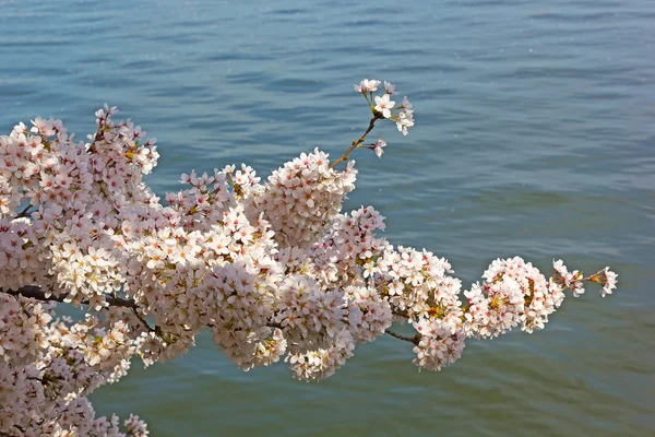 Rama de cerezo con aguas de la Cuenca de las Mareas al fondo . —  Fotos de Stock