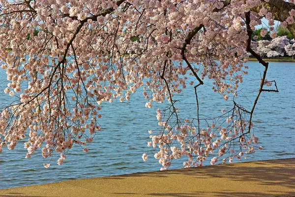 Colorful cherry tree branches close to the water of Tidal Basin. — Stock Photo, Image