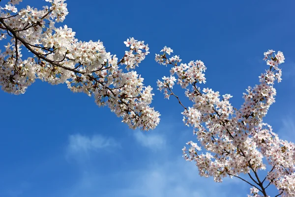 Ανθισμένη Κερασιά κλαδιά δέντρων κατά ένα γαλάζιο ουρανό. — Φωτογραφία Αρχείου