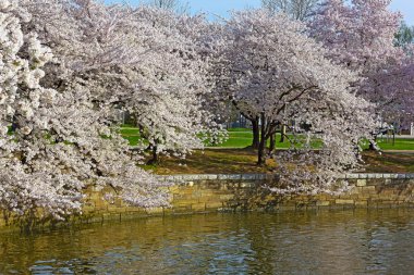 Washington Dc, ABD deprem havzasında çevresinde en yüksek çiçeği, kiraz ağaçları.