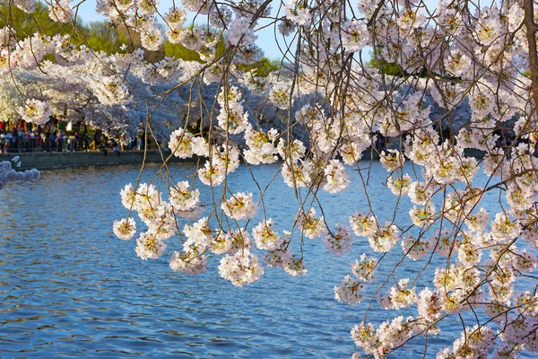 Ramos de cerejeira dobram-se para as águas da Bacia Tidal em Washington DC, EUA . — Fotografia de Stock