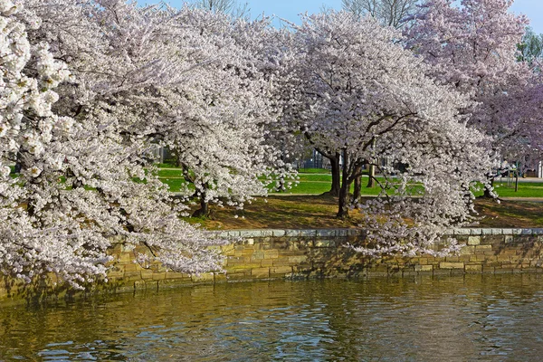 Cerejeiras em flor de pico em torno da Bacia Tidal em Washington DC, EUA . — Fotografia de Stock
