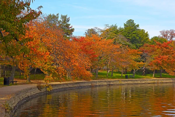 Árvores em folhagem de outono ao longo da passarela da Bacia Tidal, Washington DC . — Fotografia de Stock