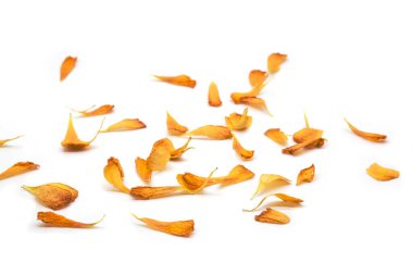 Sarı çiçek yaprakları. Seçici odak, üst görünüm, kopyalama alanı. 