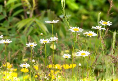 Çayırda çiçek açan bahar manzarası. Beyaz ve sarı papatya çiçekleri tarlada çiçek açar. Çayırda açan yabani çiçeklerin yaz manzarası