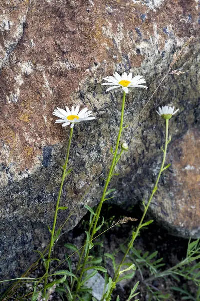 Büyük kayaların yanında beyaz papatyalar. Kayaların yanındaki yerde çiçek açan papatyalara yaklaş.