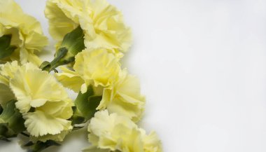 Beyaz arka planda sarı karanfiller. Anneler Günü için karanfil çiçekleri..