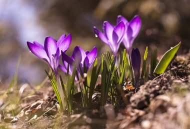 Bahar çiçeği. Güneşli bir sabahta ilk timsahlar, bokeh arkaplan.