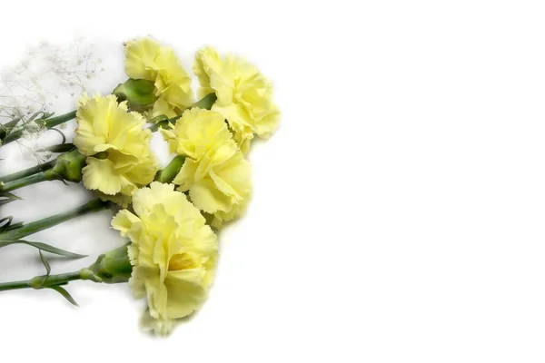 Yellow carnations on white background. Carnation flowers with green leaves isolated on white. — Stock Photo, Image