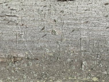 Ağaç kabuğu ışık dokusu arkaplanı. Hafif ağaç kabuğu.