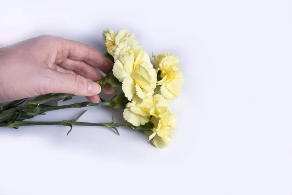 hand holds flowers. Yellow carnations on white background.