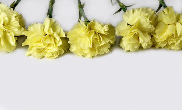 Yellow carnations on white background. Carnation flowers isolated. — Stock Photo, Image