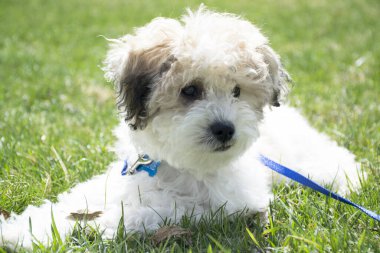 Çimenlerde yatan köpek yavrusunun yakınına..