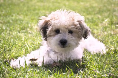 Mutlu köpek yavrusu çimlerin üzerinde yatıyor. Köpek dışarıda oynuyor.