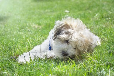 Küçük yavru köpek çimlerin üzerinde yatıyor. Köpek dışarıda oynuyor.