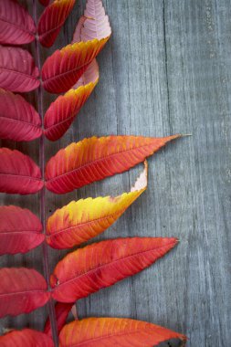 Eski ahşap arka planda sonbahar yaprağı, kopyalama alanı. Sonbahar ya da kış konsepti