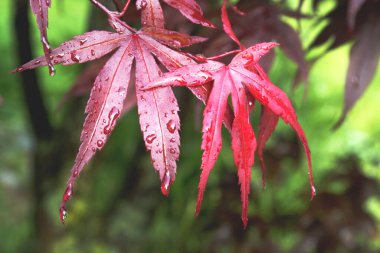 Kırmızı akçaağaç sonbaharda yapraklanır. Japon akçaağaç yaprakları yeşil arkaplanda 