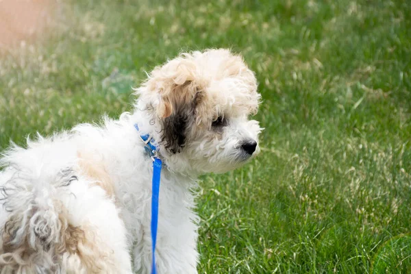 Happy little puppy dog. Dog playing outside — Stock Photo, Image