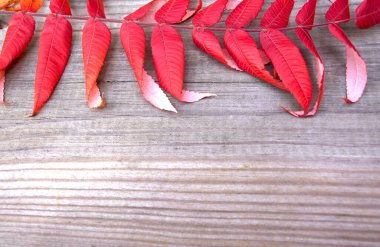 Eski ahşap arka planda kırmızı yaprak. Güneşli bir günde sonbahar yaprakları. Metin için boşluk 