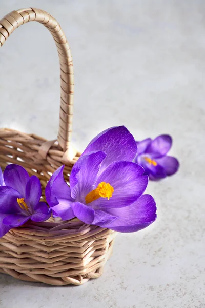 Crocuses in basket on light background. Fresh spring flowers. — Stock Photo, Image