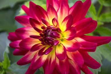 red and yellow dahlia flower with green background 
