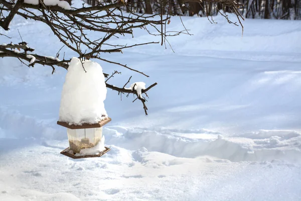 Alimentatore barba con mucchio di neve su di esso dopo tempesta di neve su sfondo bianco neve — Foto Stock