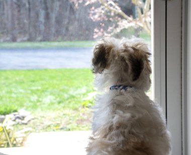 Pencereden bakan bir köpek. Yavru köpek sahibini bekliyor. 