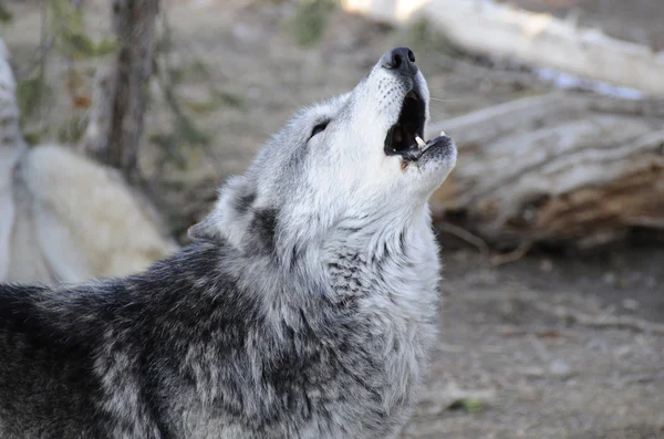 Lobo uivo — Fotografia de Stock