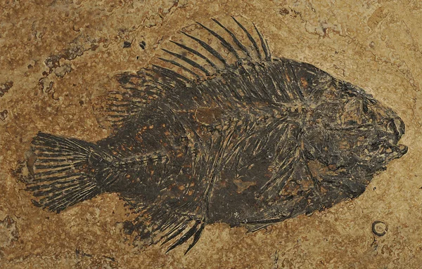 Fossil fish -Priscacara Stock Picture