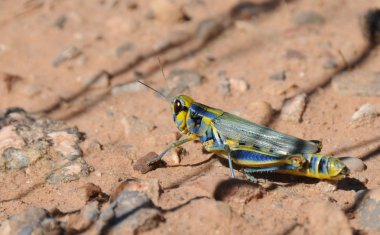 Mavi ve sarı çekirge