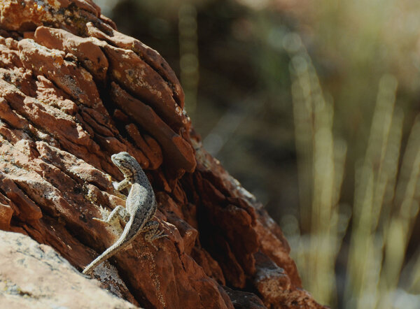 High desert lizard on a rock -curious but running away.