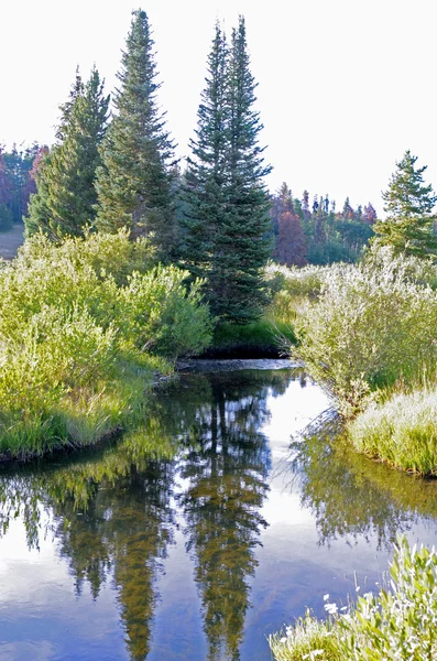 Wildnis Waldbach — Stockfoto