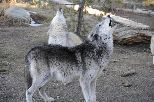 Wolf paar — Stockfoto