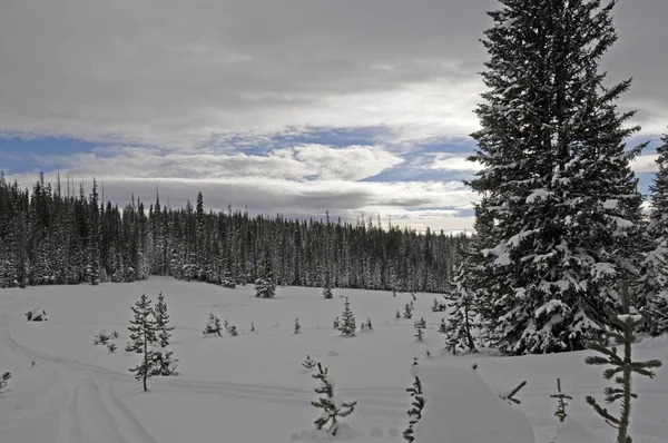 Kış sahne-çayır dağlar — Stok fotoğraf