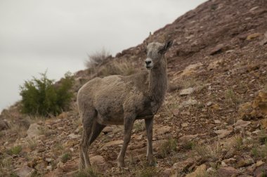 Bighorn koyun Kuzey Amerika önceki dağlarda